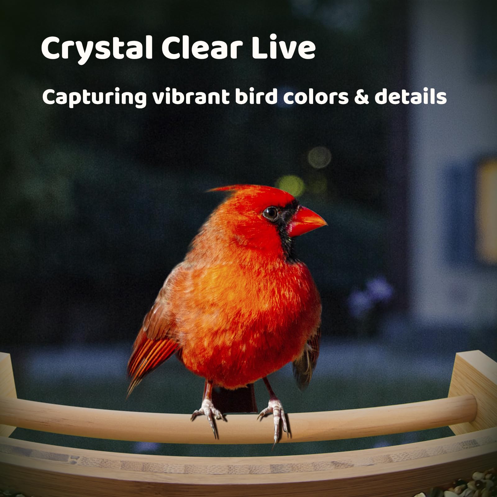 Crystal Clear Live  
Capturing vibrant bird colors & details