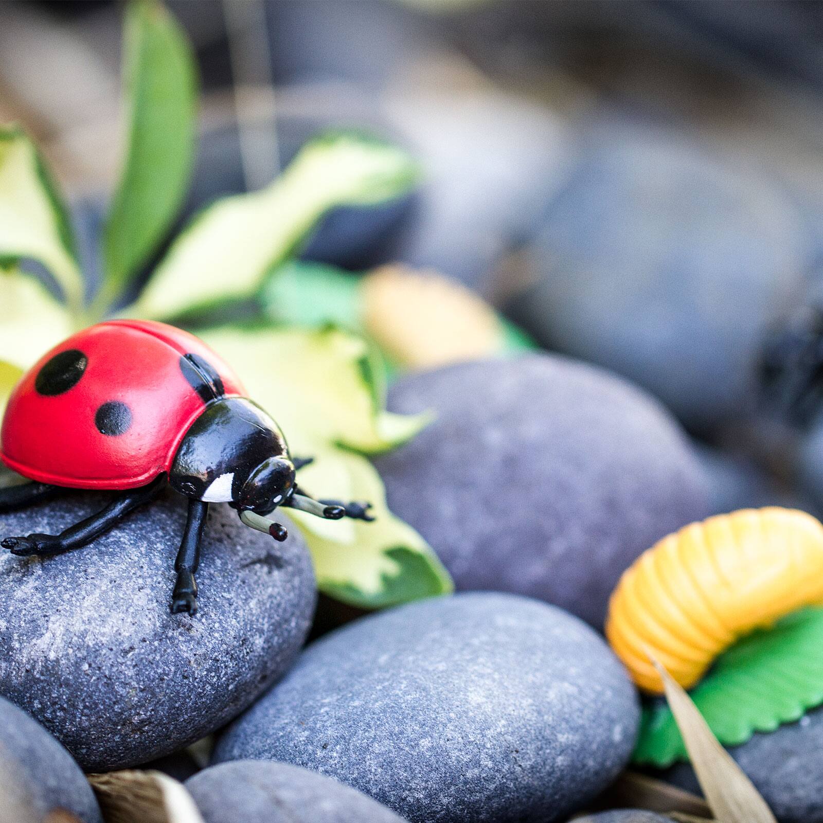 Back. Safari Ltd. - Life Cycle Of A Ladybug Toy.