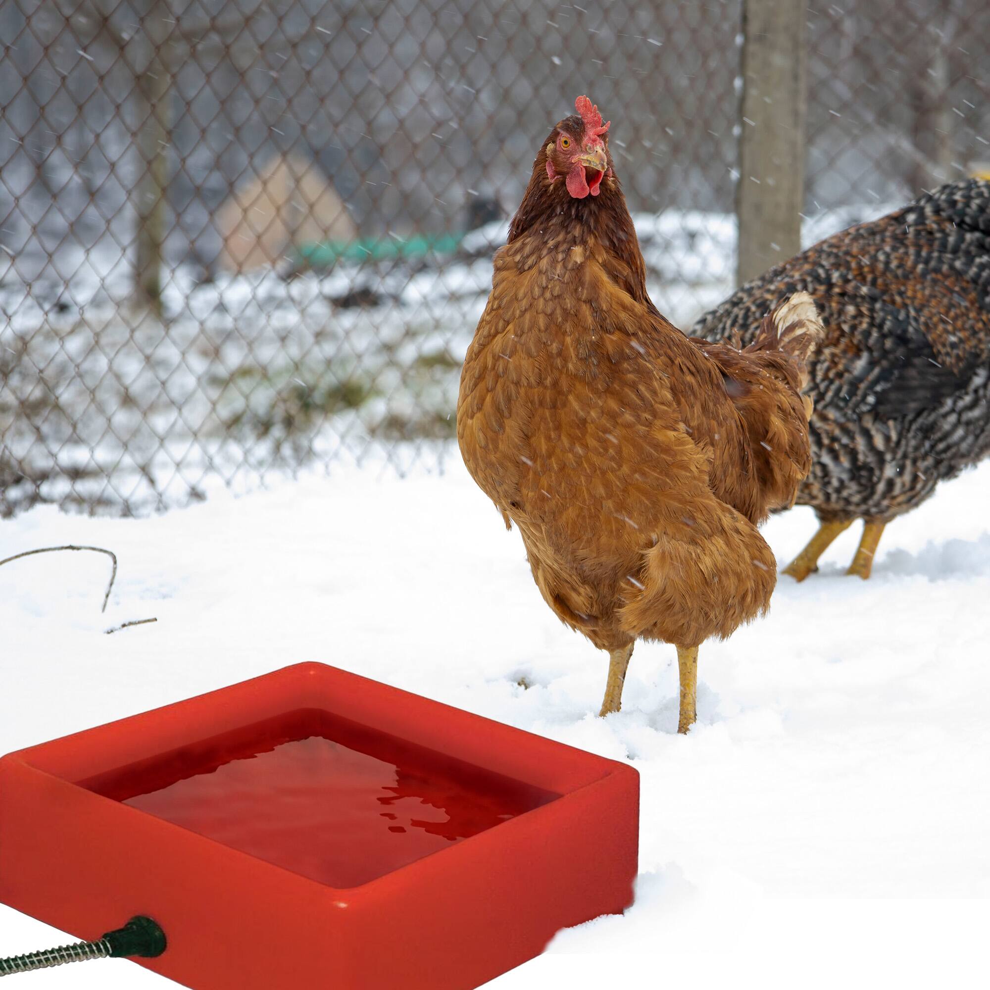 Alt View 2. Farm Innovators - Farm Innovators 1.25 Gallon 60W Electric Heated Pet Water Bowl, Red (2 Pack) - Red.