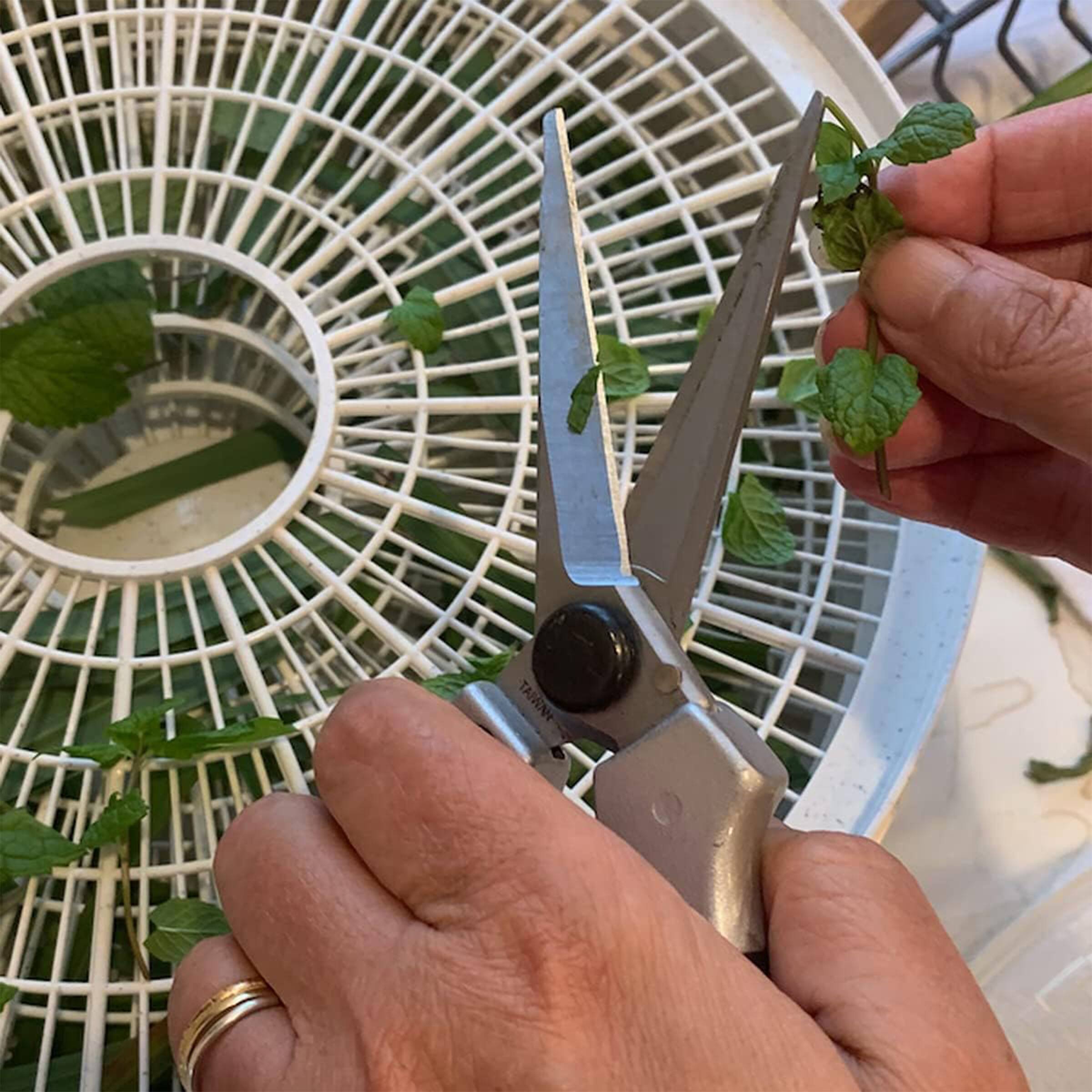 Angle. Kings County Tools - Pruning Shears Garden Scissors - Silver.