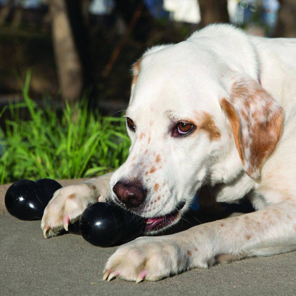 Back. KONG - Kong Extreme Goodie Bone Dog Toy in Large - Black.
