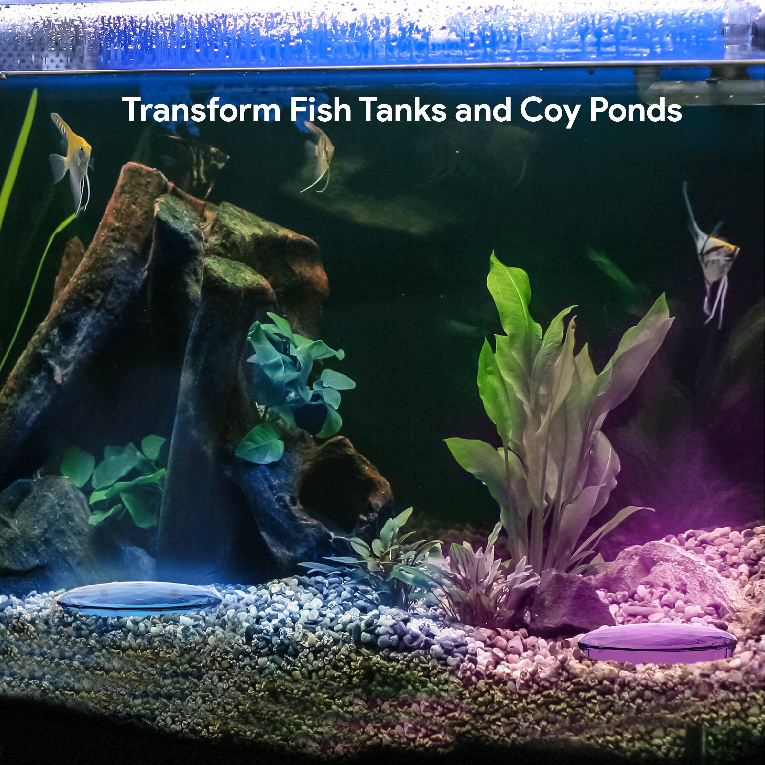 Transform Fish Tanks and Coy Ponds