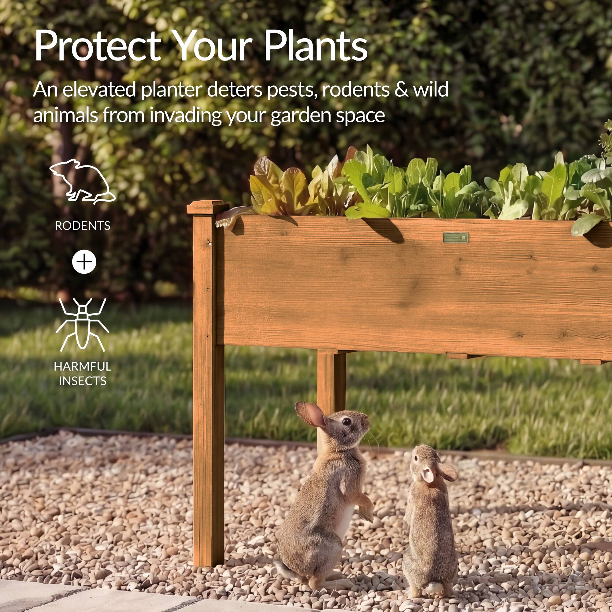 Protect Your Plants

An elevated planter deters pests, rodents & wild animals from invading your garden space

RODENTS + HARMFUL INSECTS