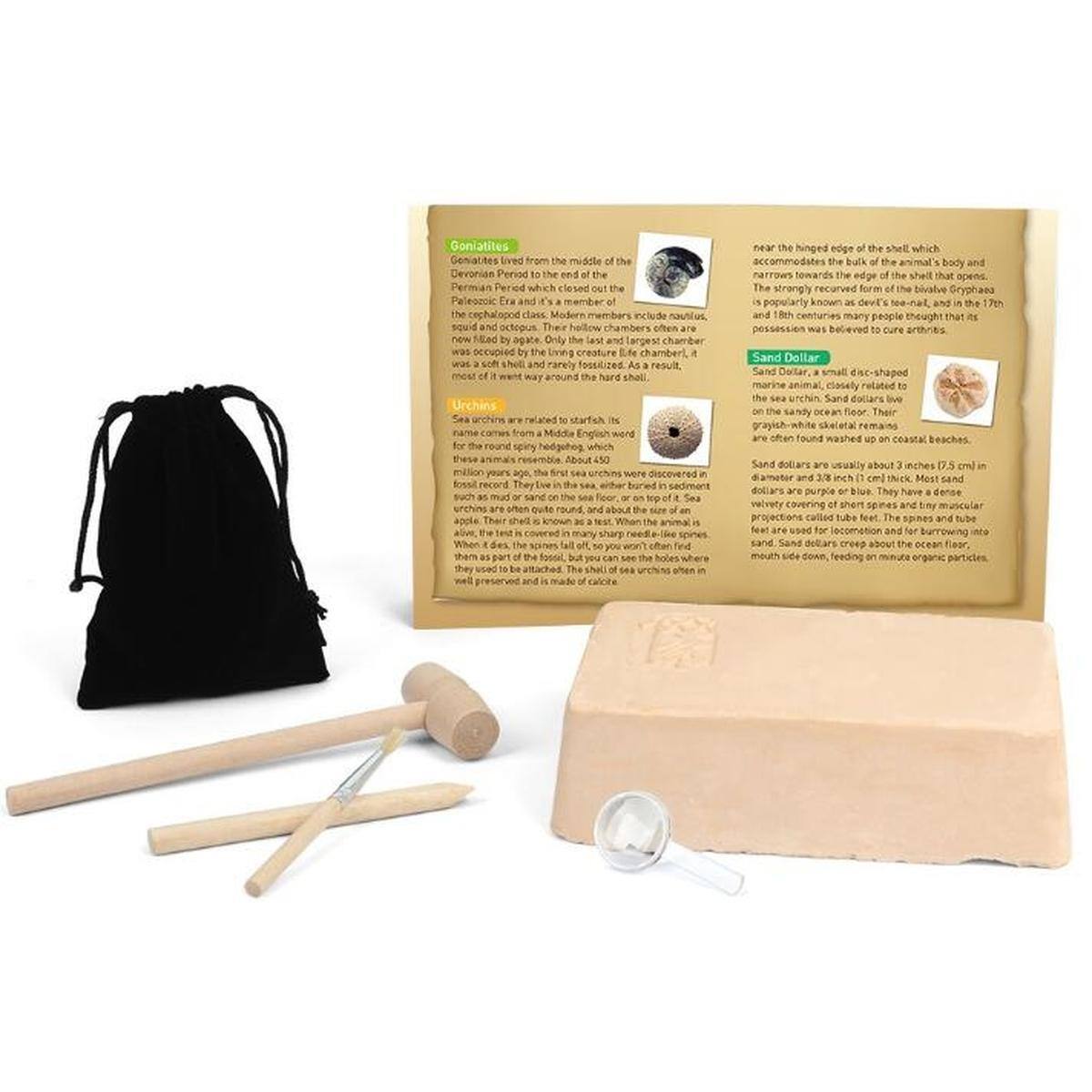 **Goniatites**

Goniatites lived from the middle of the Devonian Period to the end of the Permian Period, during the Paleozoic Era. They were cephalopods, a class of mollusks that includes modern members such as nautiloids and octopuses. Their shells were often coiled and had a large chamber that was occupied by the living creature. The largest chamber was often the last to be formed, and the shell was rarely fossilized, resulting in most fossils being found around hard substrates like sea urchins.

**Urchins**

Sea urchins are marine animals closely related to starfish. Their name comes from a Middle English word for "hedgehog," which describes their spiny appearance. The first sea urchins appeared about 450 million years ago and are still found today. They live in the ocean floor, often in sediment, and are known for their spiny shells. When the animal is alive, the spines are used for protection and locomotion. The shell of an urchin is made of calcium carbonate.

**Sand Dollar**

Sand dollars are small, disc-shaped marine animals, closely related to sea urchins. They live on the sandy ocean floor and