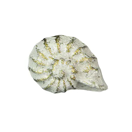Front. Zeckos - White Cast Iron Nautilus Shell Drawer Pull Decorative Cabinet Knob Set of 6 - White.