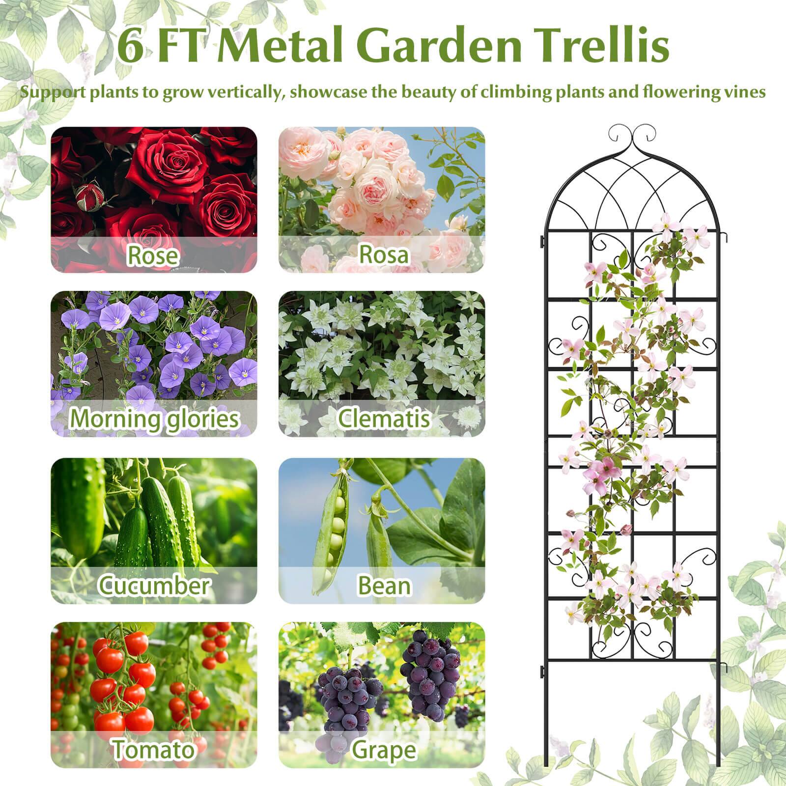 6 FT Metal Garden Trellis

Support plants to grow vertically, showcase the beauty of climbing plants and flowering vines

- Rose
- Rosa
- Morning glories
- Clematis
- Cucumber
- Bean
- Tomato
- Grape