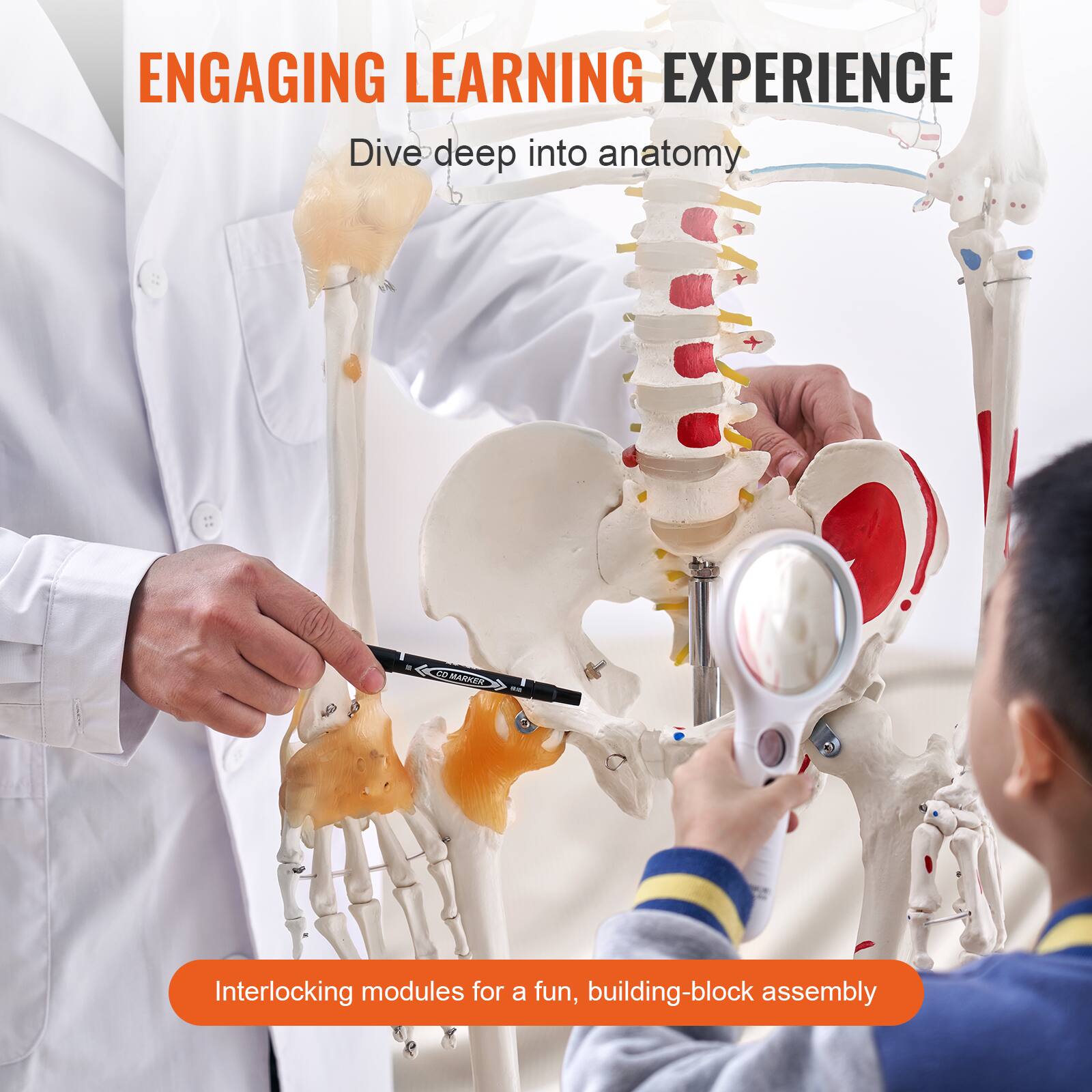 ENGAGING LEARNING EXPERIENCE  
Dive deep into anatomy  

Interlocking modules for a fun, building-block assembly