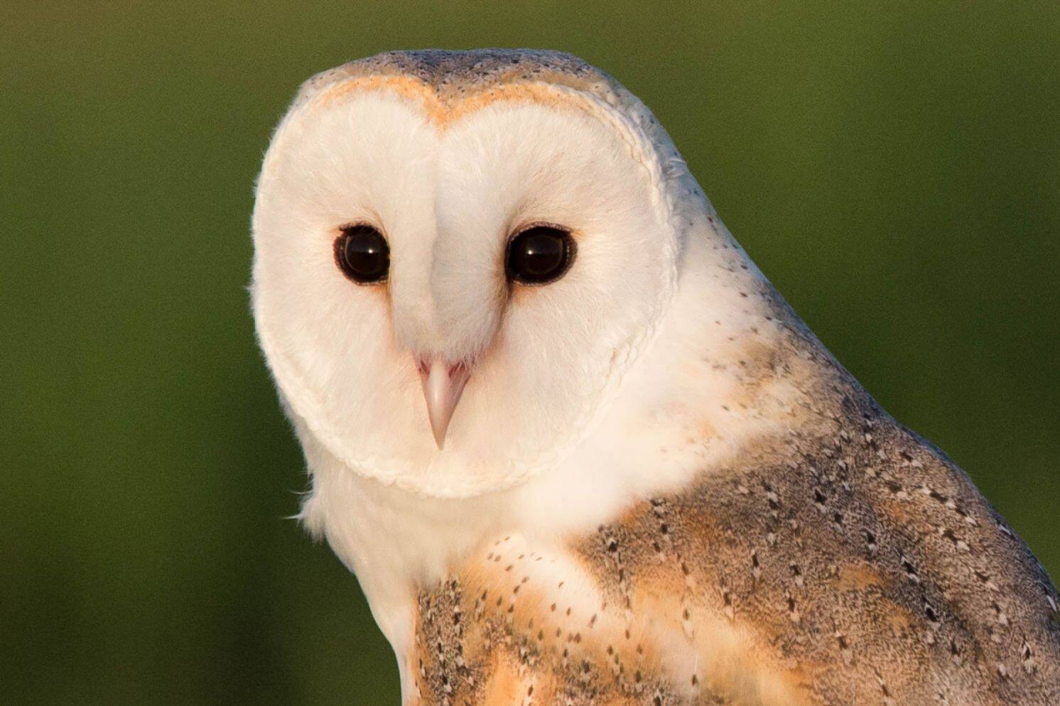 Alt View 14. Sigma - 150-600mm f/5-6.3 Sports DG OS HSM Contemporary Telephoto Zoom Lens for Canon - Black.