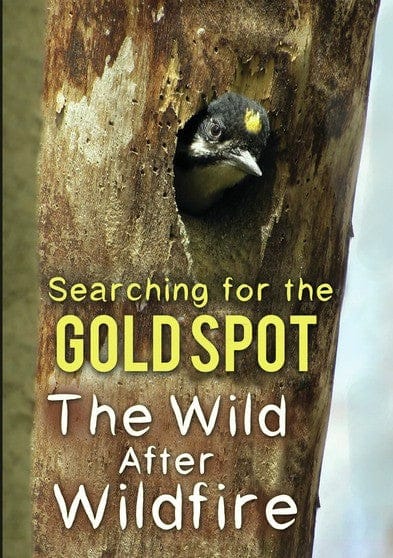 Searching for the Gold Spot (MOD) (DVD Movie) price history on PriceWatchPro