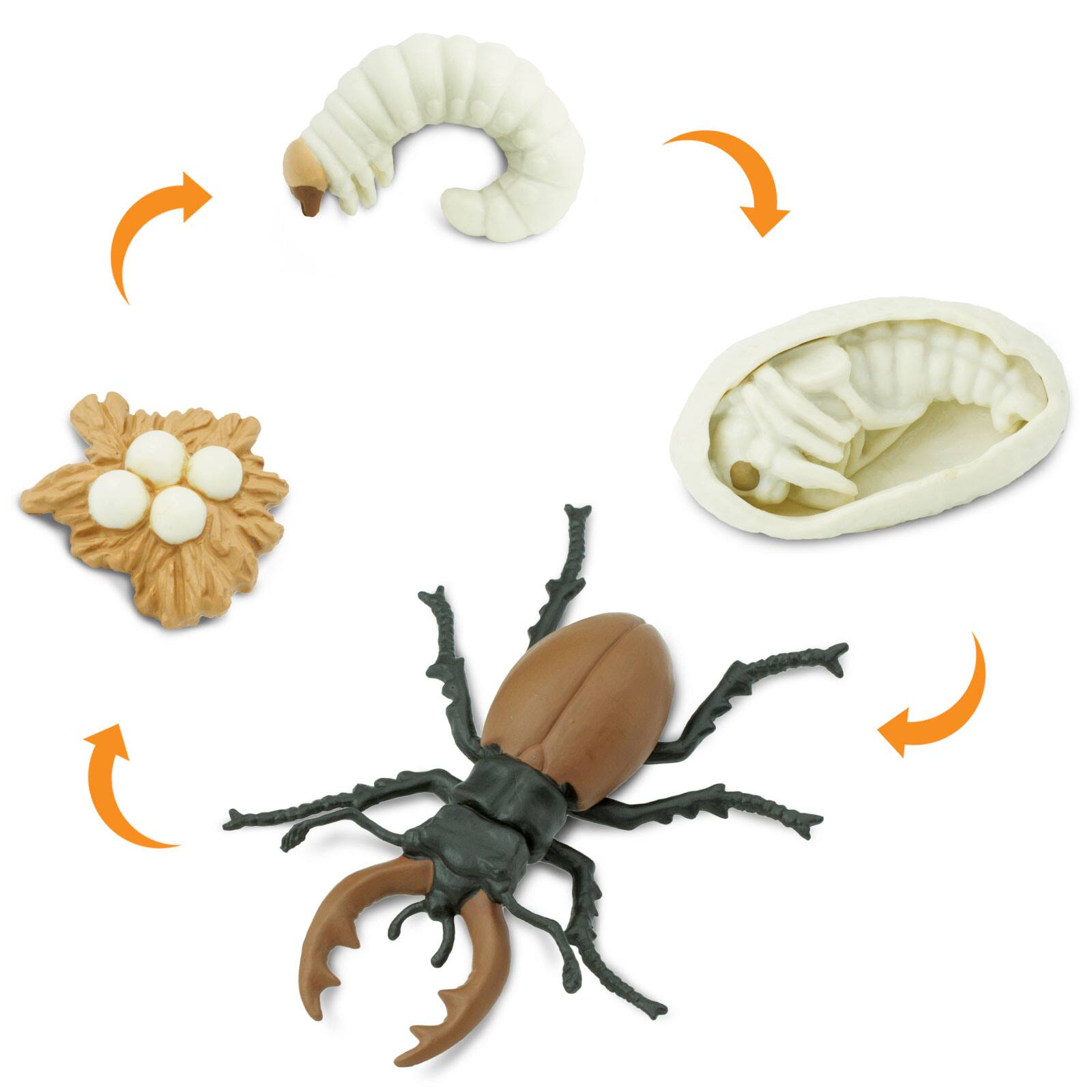 Safari Ltd. Life Cycle Of A Stag Beetle Toy - Best Buy