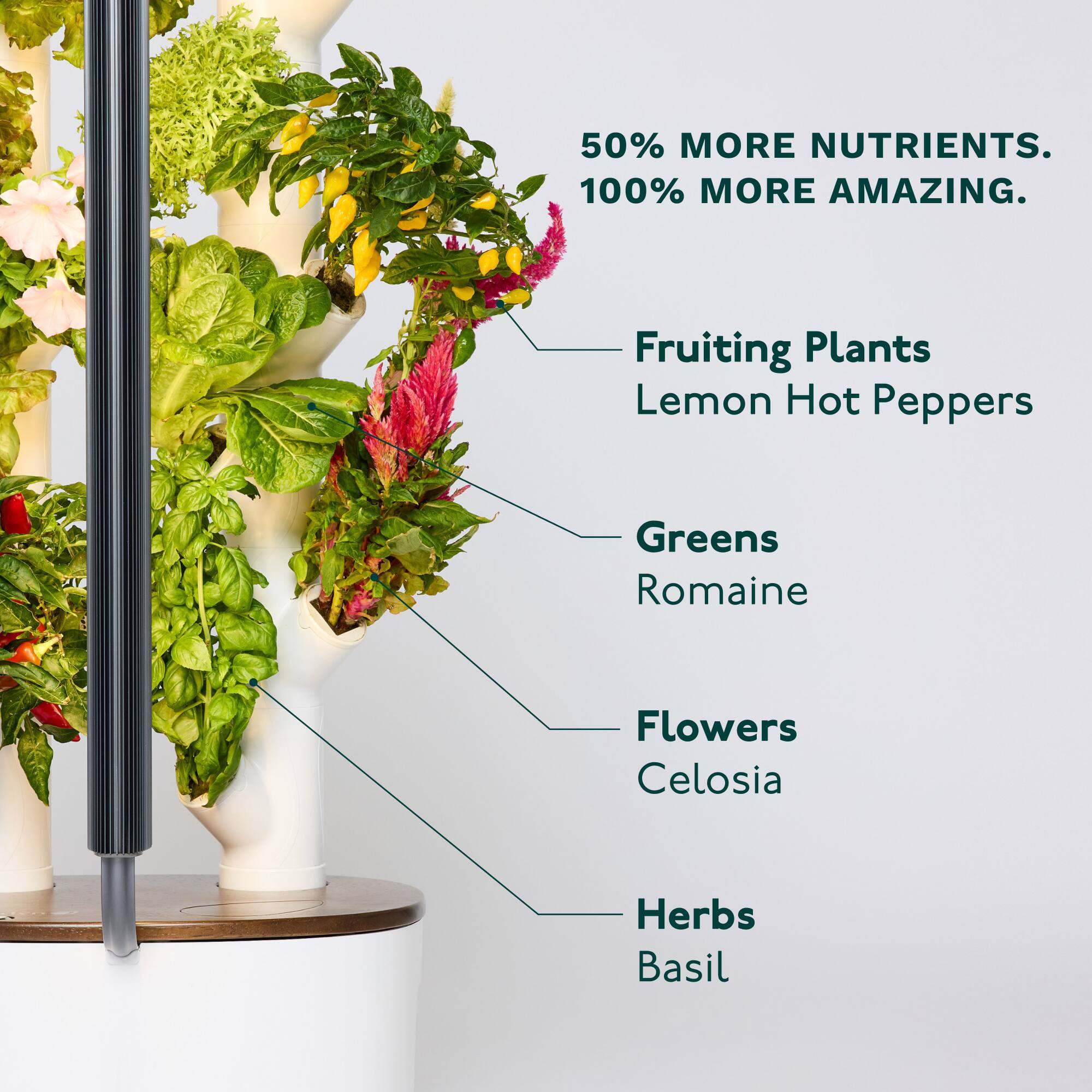 50% MORE NUTRIENTS.  
100% MORE AMAZING.

- Fruiting Plants  
  Lemon Hot Peppers

- Greens  
  Romaine

- Flowers  
  Celosia

- Herbs  
  Basil