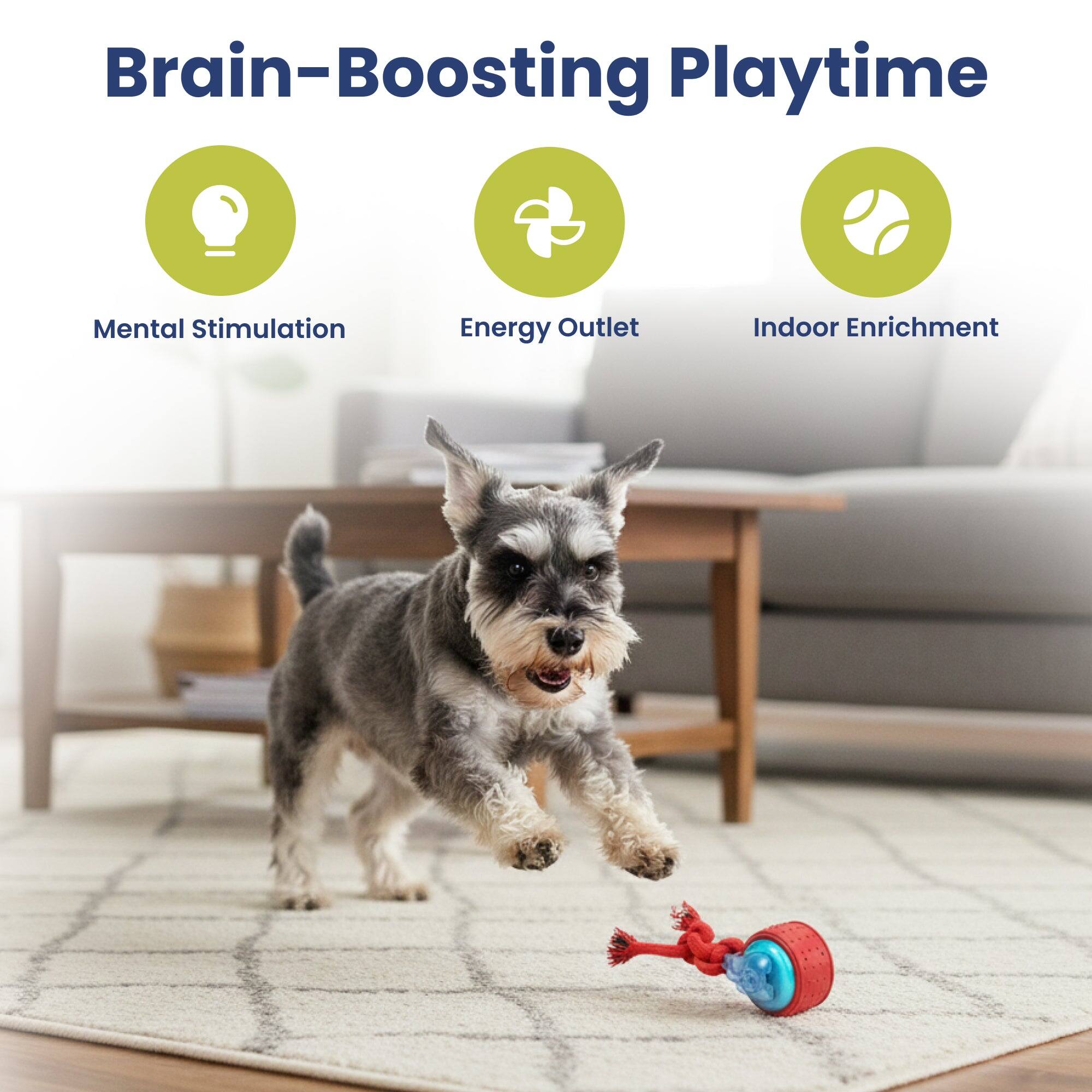 Brain-Boosting Playtime
Mental Stimulation
Energy Outlet
Indoor Enrichment
