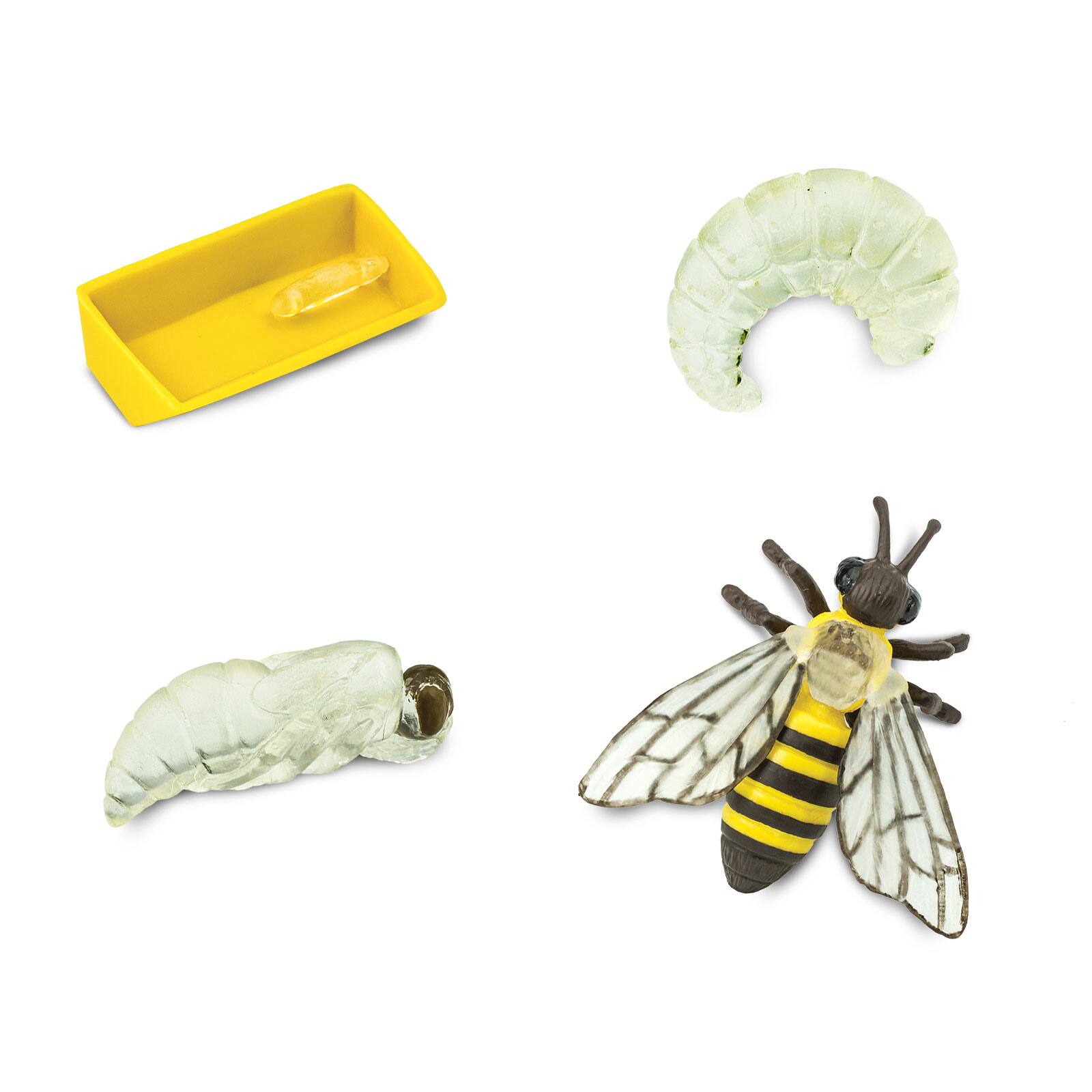 Angle. Safari Ltd. - Life Cycle Of A Honey Bee Toy.