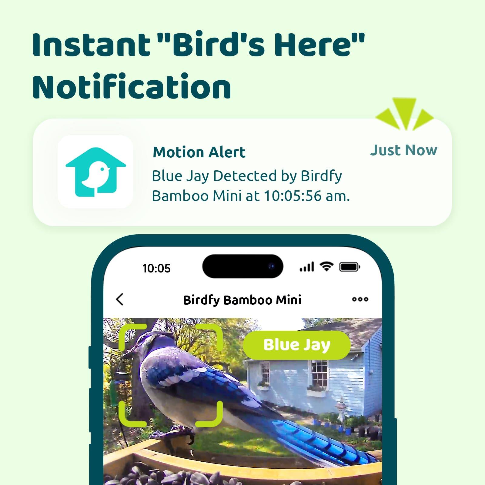 Instant "Bird's Here" Notification Motion Alert Blue Jay Detected by Birdfy Bamboo Mini at 10:05:56 am. Just Now.