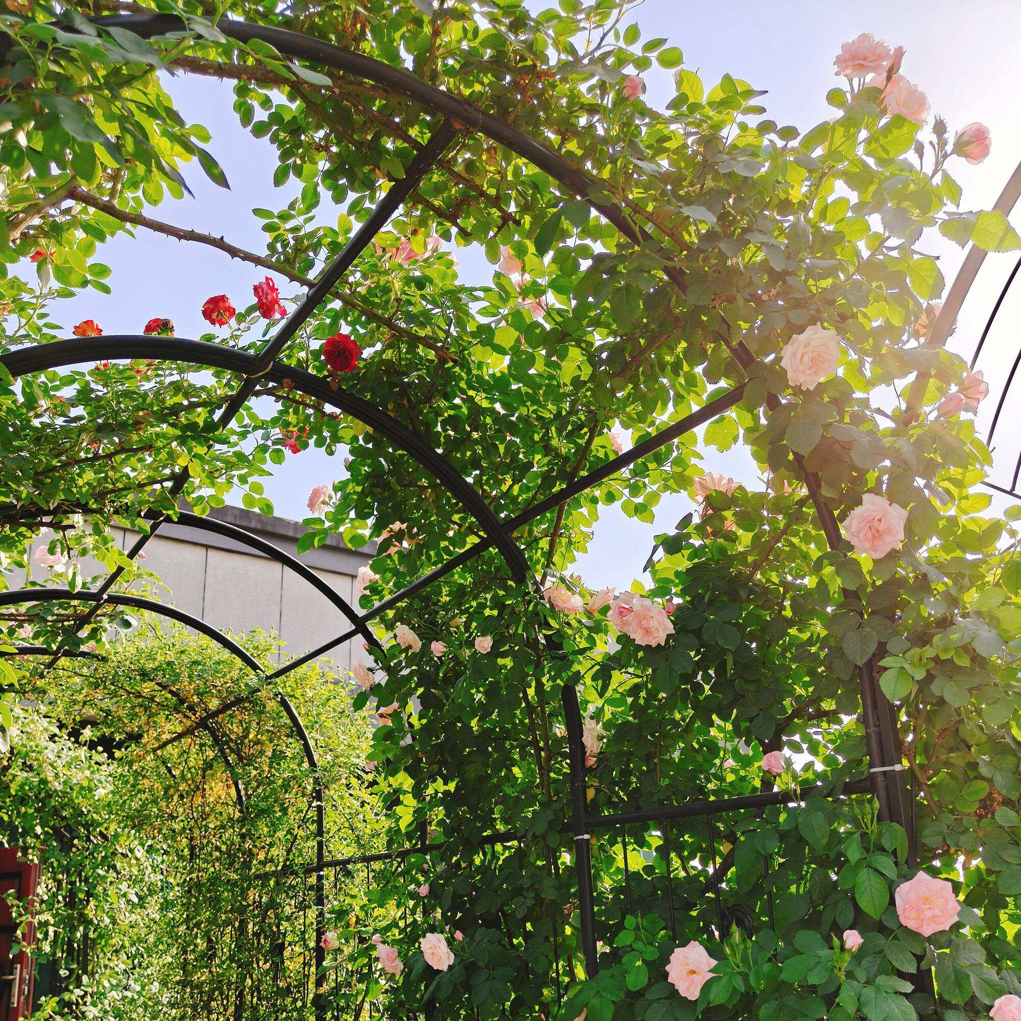 Alt View 4. Loheer - Metal Garden Arch with Built-In Plant Stands for Climbing Plants and Roses, Outdoor Trellis - Black.