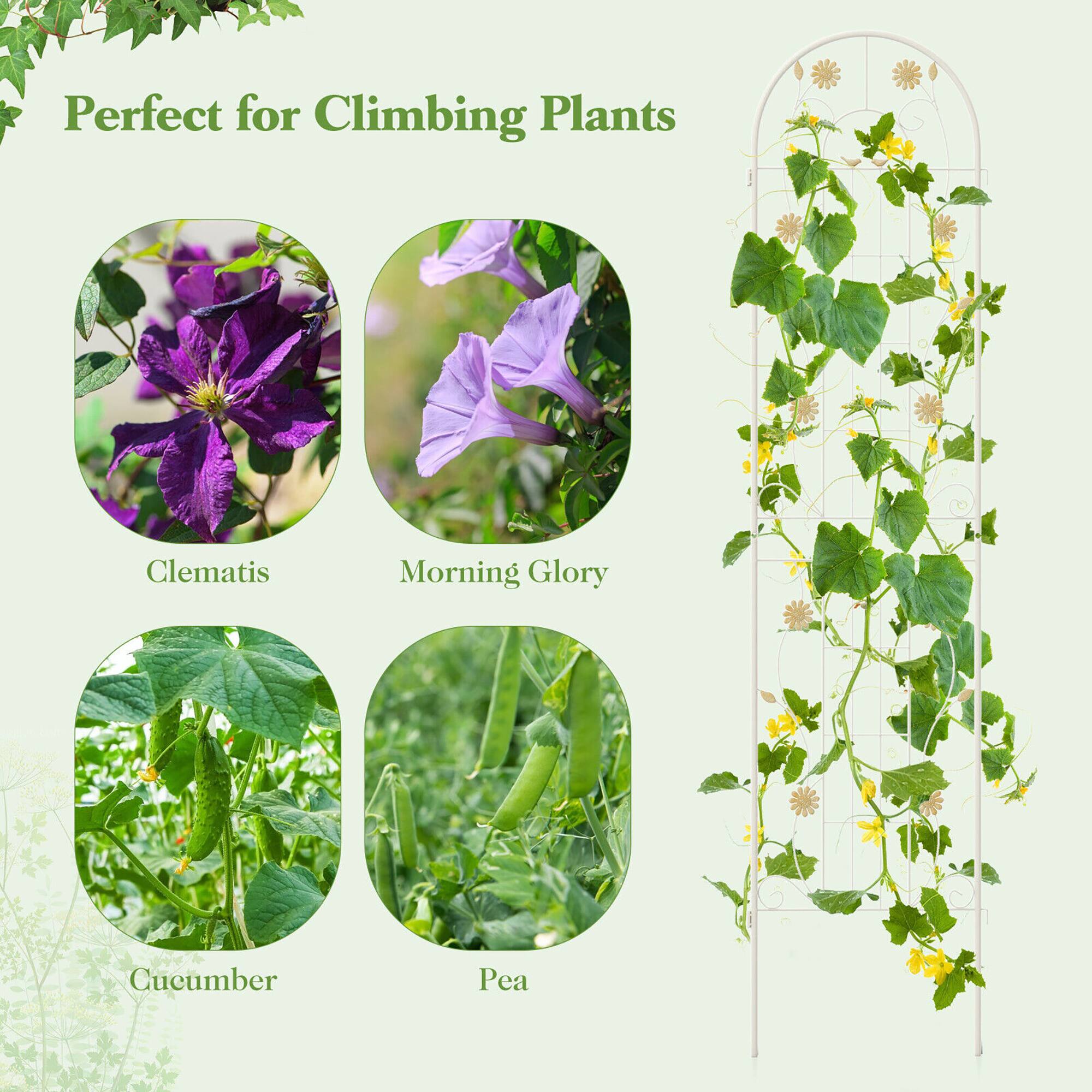 Perfect for Climbing Plants

- Clematis
- Morning Glory
- Cucumber
- Pea