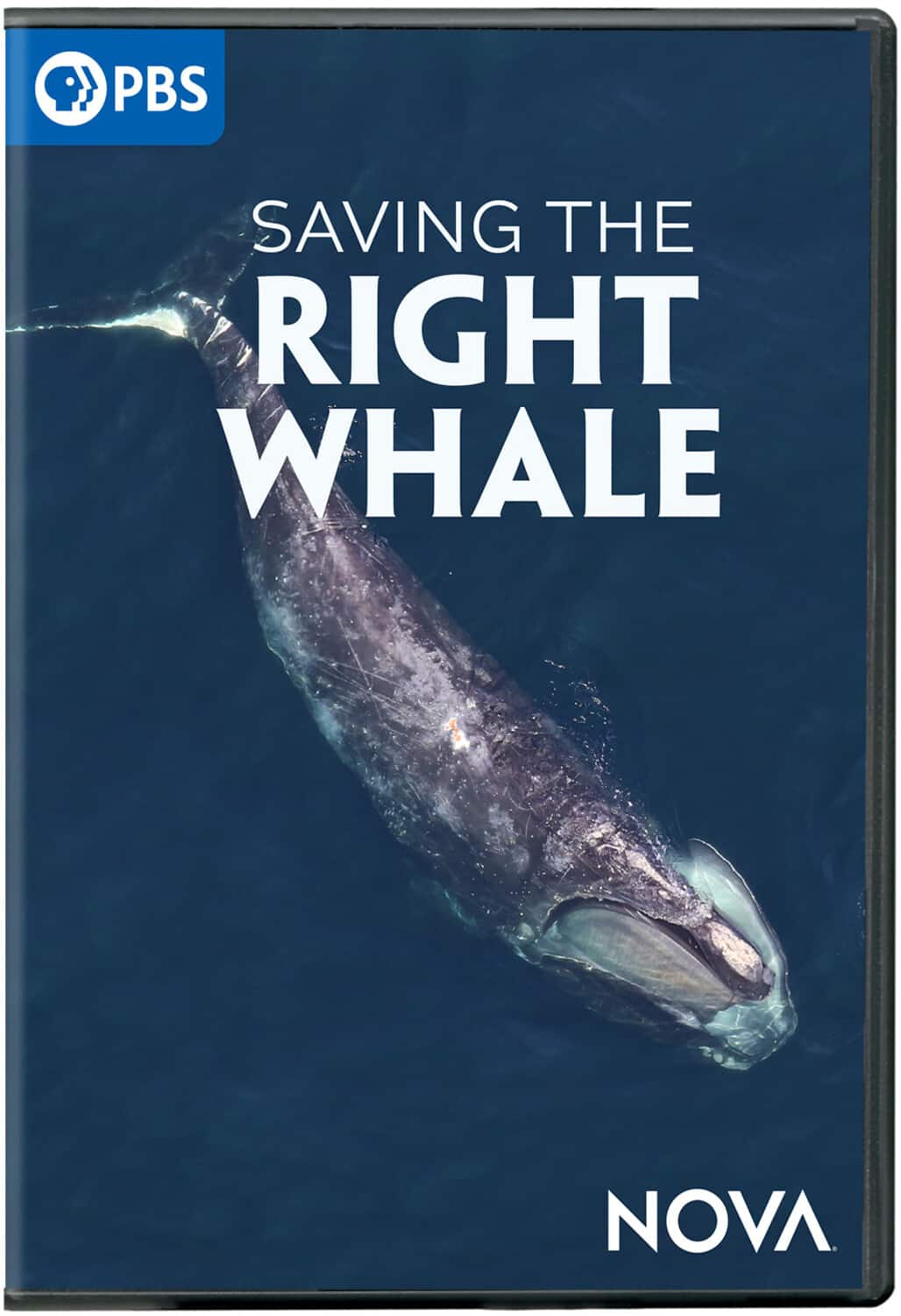NOVA: Saving The Right Whale  - DVD