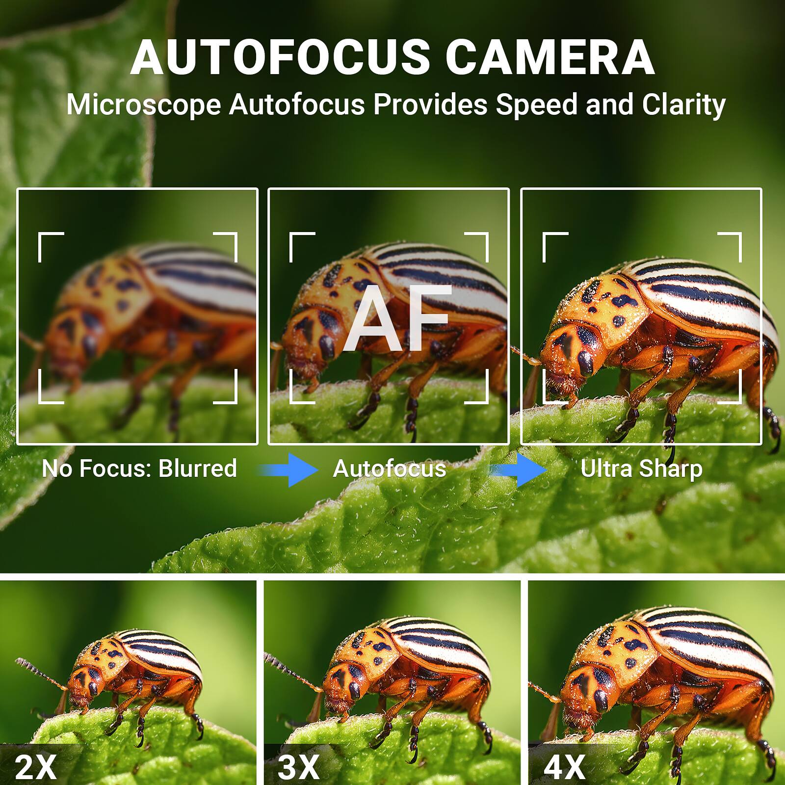AUTOFOCUS CAMERA  
Microscope Autofocus Provides Speed and Clarity  

No Focus: Blurred  
Autofocus  
Ultra Sharp  

2X  
3X  
4X