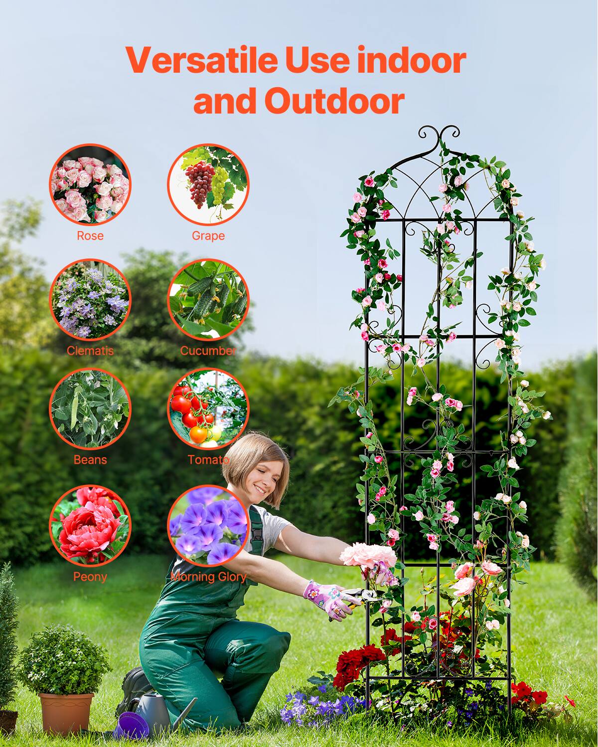 Versatile Use indoor and Outdoor

Rose  
Grape  
Clematis  
Cucumber  
Beans  
Tomato  
Peony  
Morning Glory