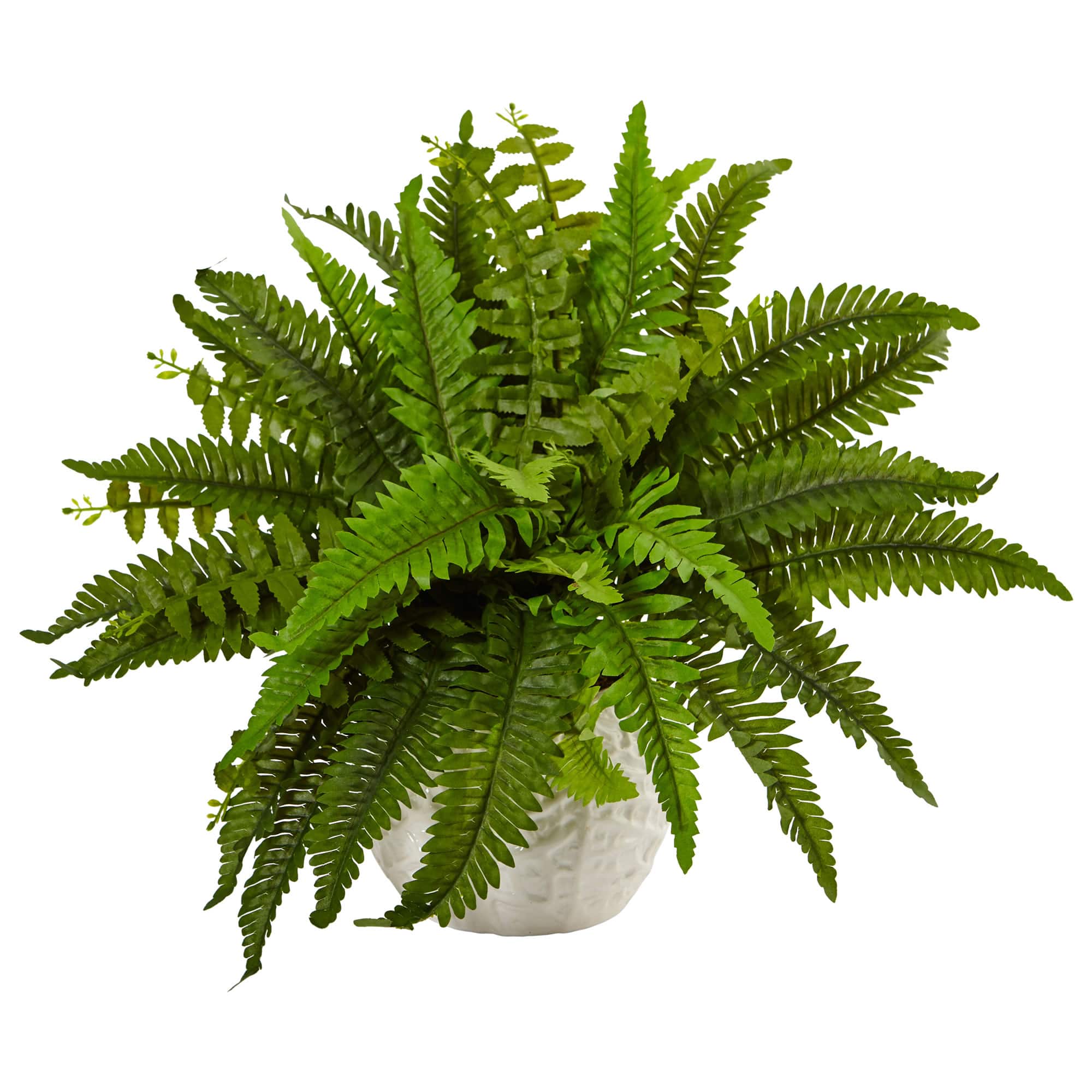 BreeBe - 14" Boston Fern in White Planter - Green