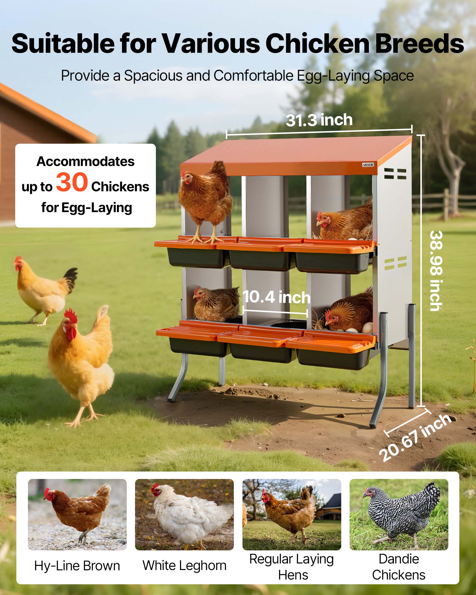 Suitable for Various Chicken Breeds  
Provide a Spacious and Comfortable Egg-Laying Space  

Accommodates up to 30 Chickens for Egg-Laying  

31.3 inch  
10.4 inch  
38.98 inch  
20.67 inch  

Hy-Line Brown  
White Leghorn  
Regular Laying Hens  
Dandie Chickens