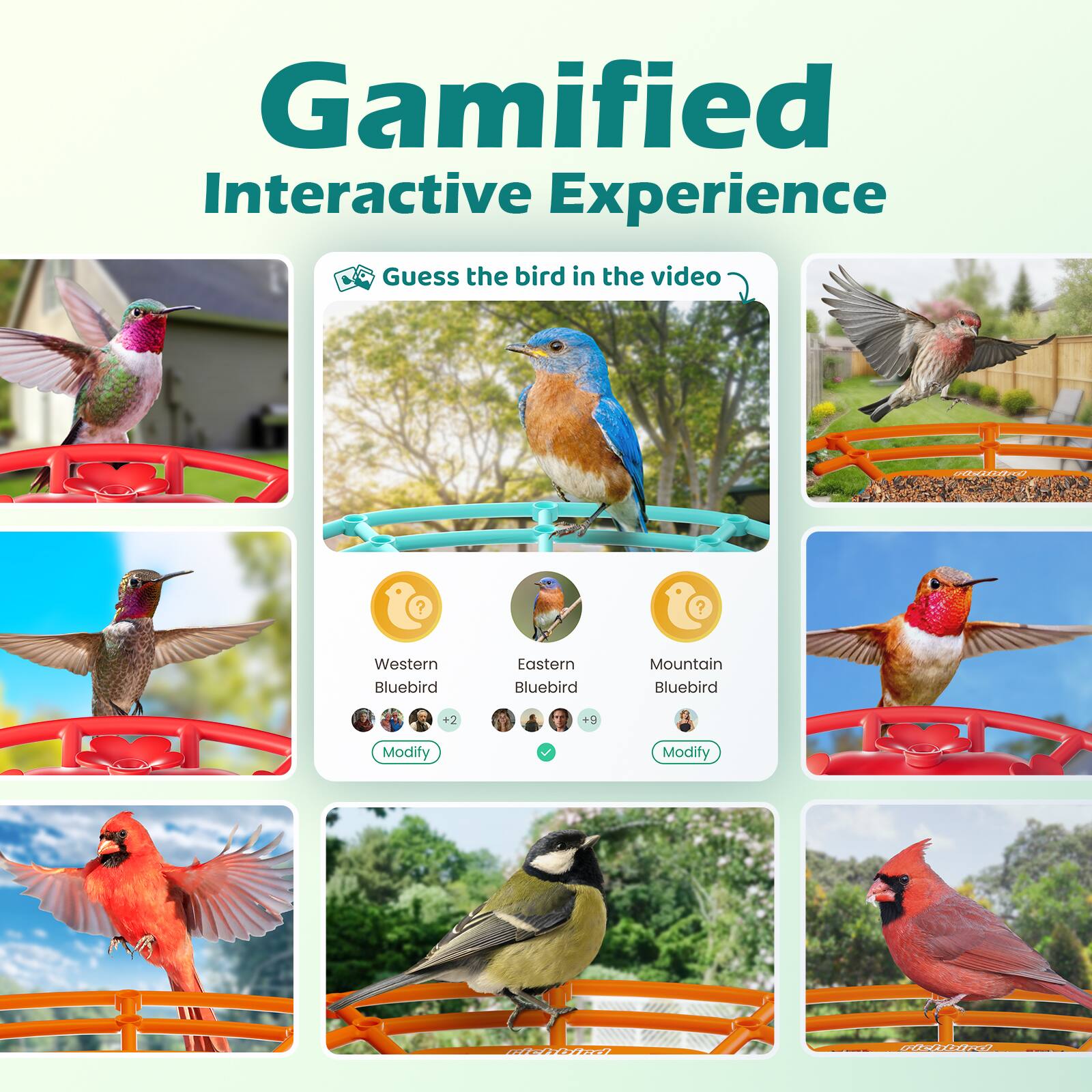 Gamified Interactive Experience

Guess the bird in the video?

- Western Bluebird
- Eastern Bluebird
- Mountain Bluebird

Modify