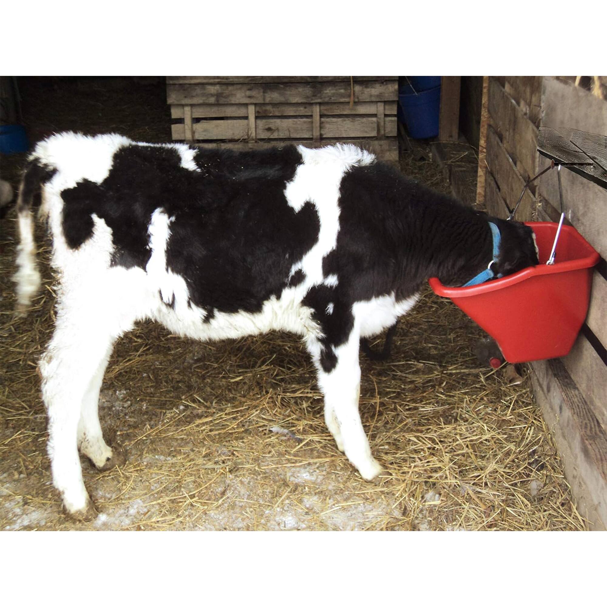 Alt View 10. Little Giant - Little Giant Flat Back Plastic Horse Feed Bucket, Metal Handle, 10 Quarts, Red - RED.