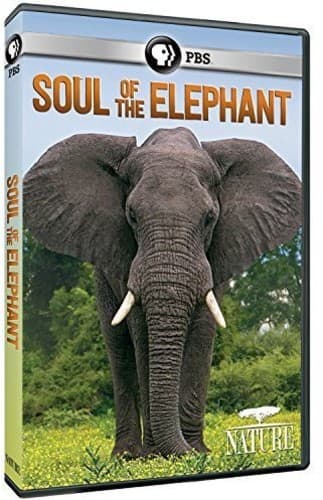 Nature: Soul of the Elephant  - DVD