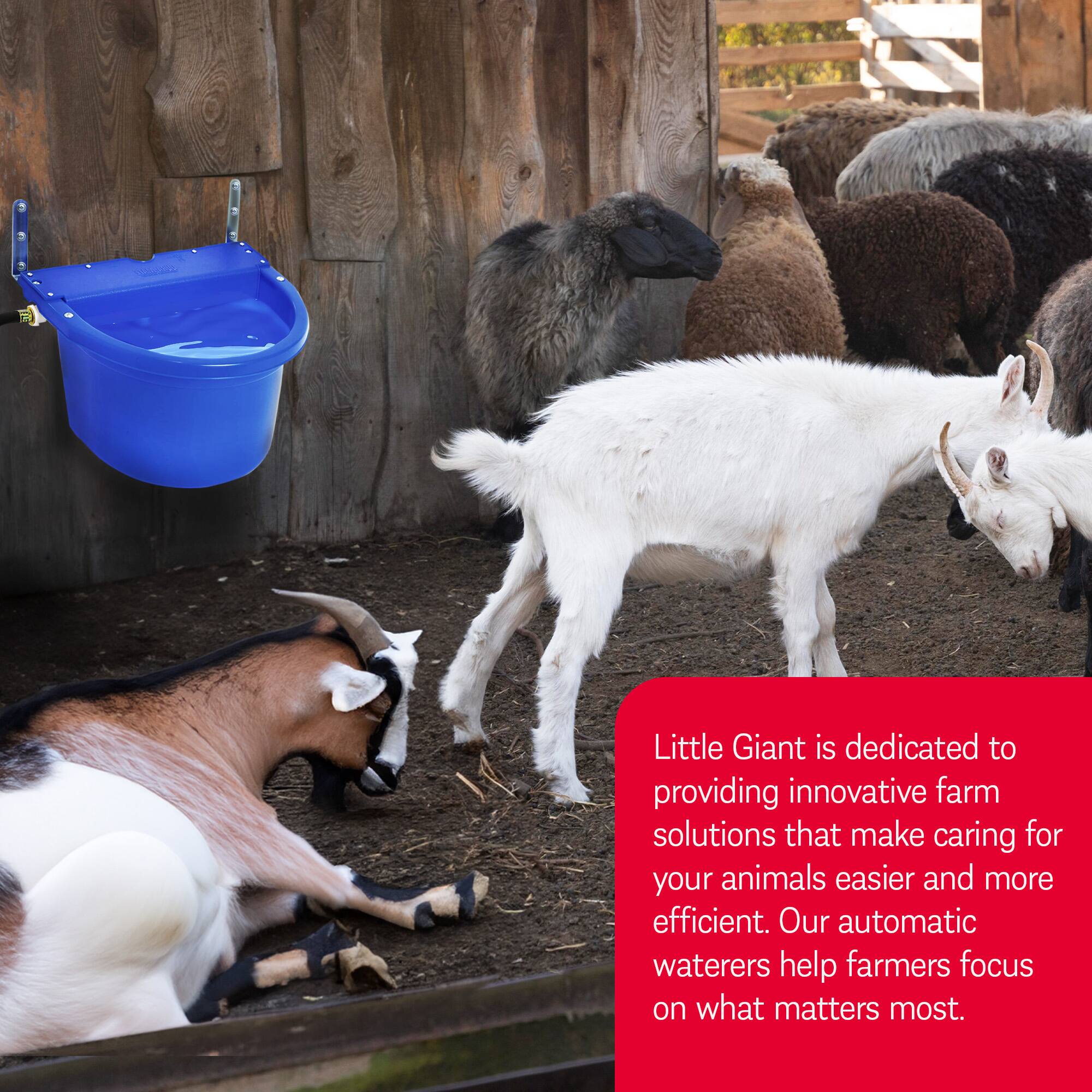 Little Giant is dedicated to providing innovative farm solutions that make caring for your animals easier and more efficient. Our automatic waterers help farmers focus on what matters most.