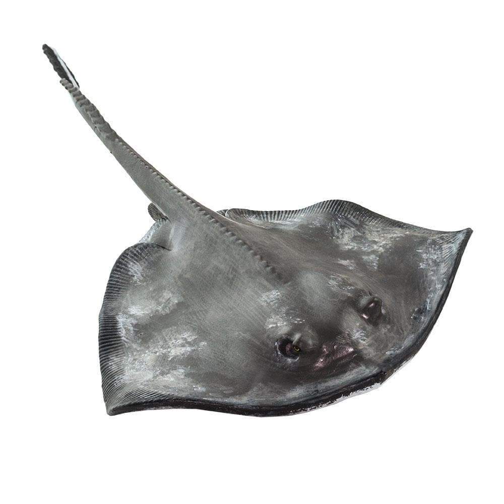 Angle. Safari Ltd. - Sting Ray.
