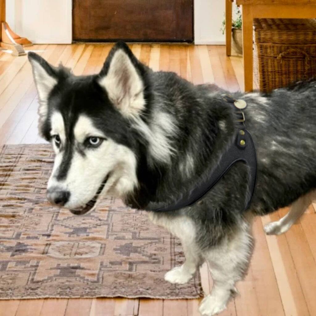 Angle. PoisePup - Real Leather Comfortable Step-in Harness for Dogs - Black.