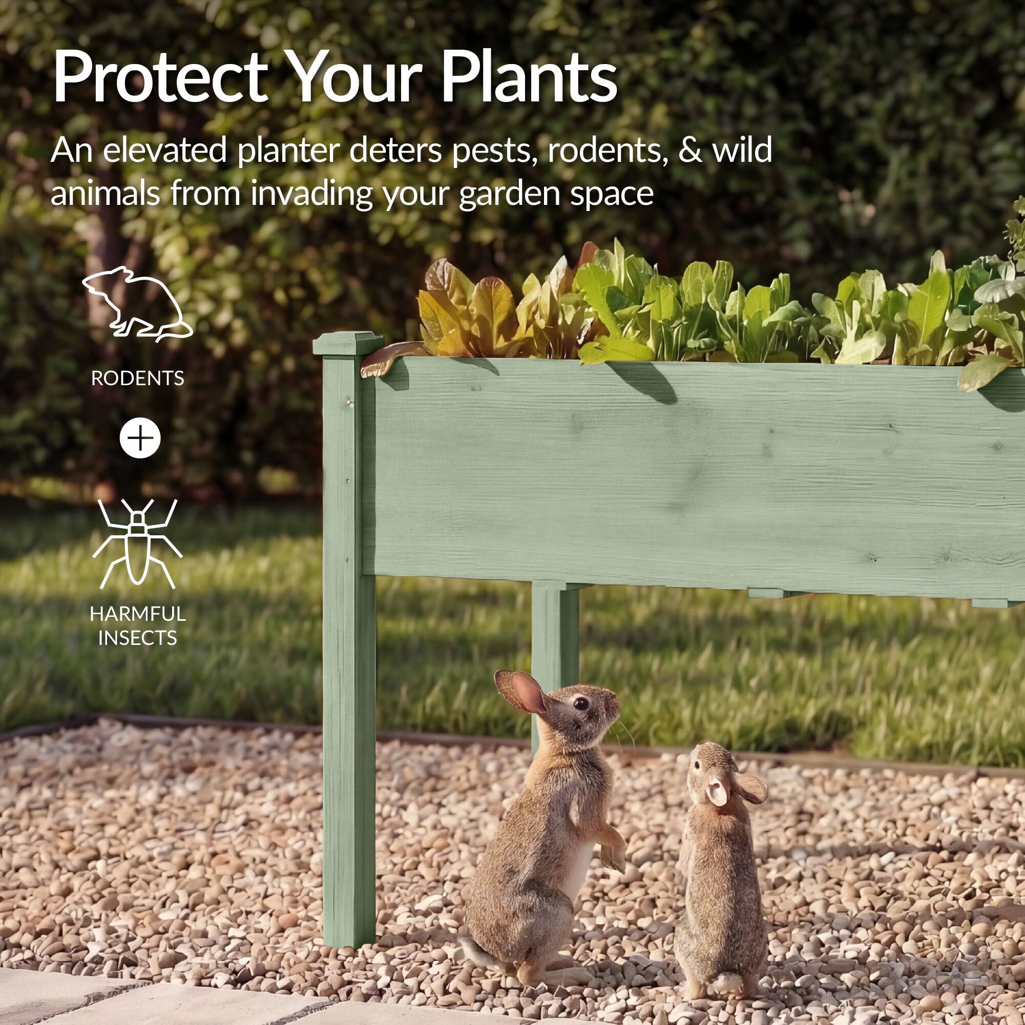 Protect Your Plants

An elevated planter deters pests, rodents, & wild animals from invading your garden space

RODENTS + HARMFUL INSECTS