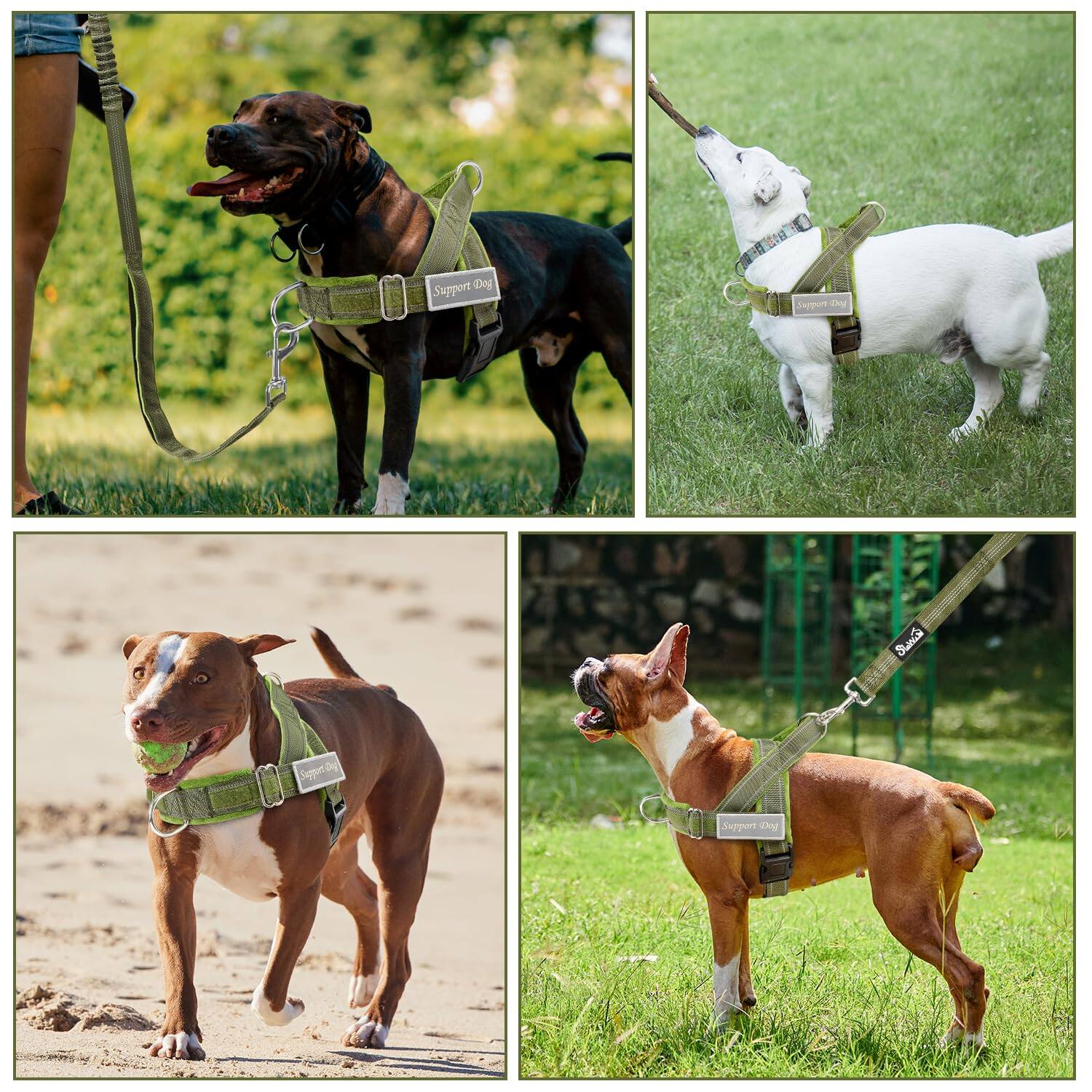 Support Dog  
Jappur ev Suni 2 Jaggurt  
Support 20g