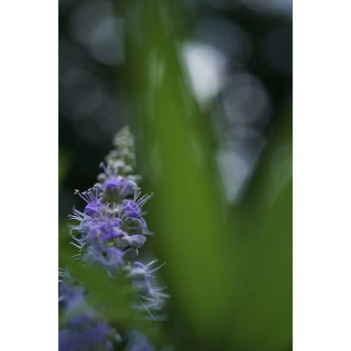 Alt View 6. Sony - Sony FE 50mm f/2.8 Macro Lens + Cleaning Kit + Lens Filter Kit + Lens Cap (International Version).