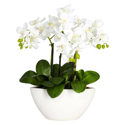 Front. BreeBe - 15 Phalaenopsis w/White Vase - White.