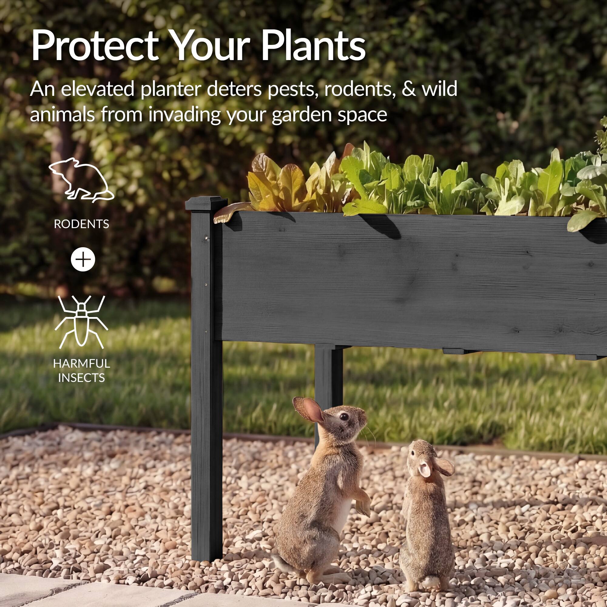 Protect Your Plants

An elevated planter deters pests, rodents, & wild animals from invading your garden space

RODENTS + HARMFUL INSECTS
