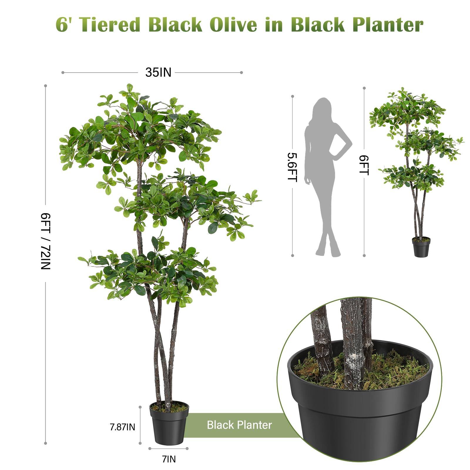 6' Tiered Black Olive in Black Planter

- 35IN
- 5.6FT
- 6FT / 72IN
- 7.87IN
- 7IN

Black Planter
