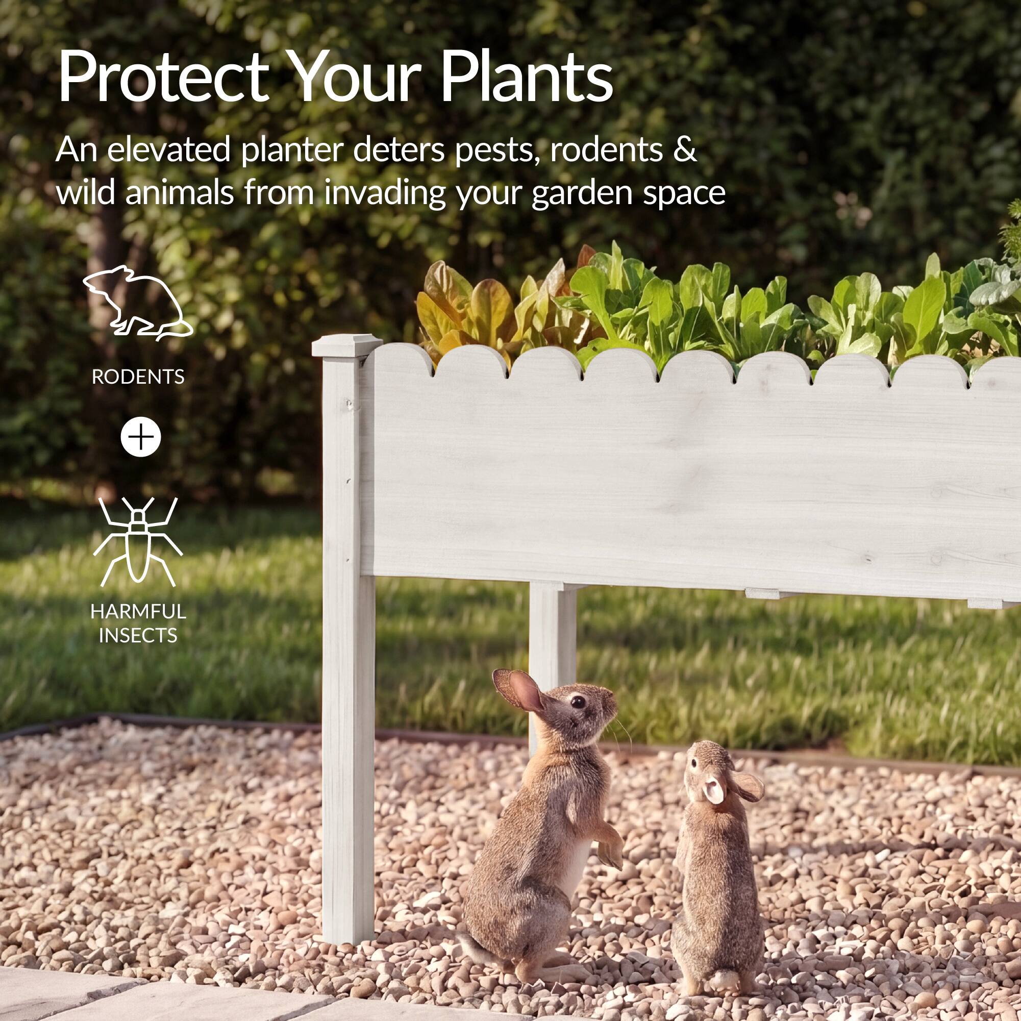 Protect Your Plants

An elevated planter deters pests, rodents & wild animals from invading your garden space

RODENTS + HARMFUL INSECTS