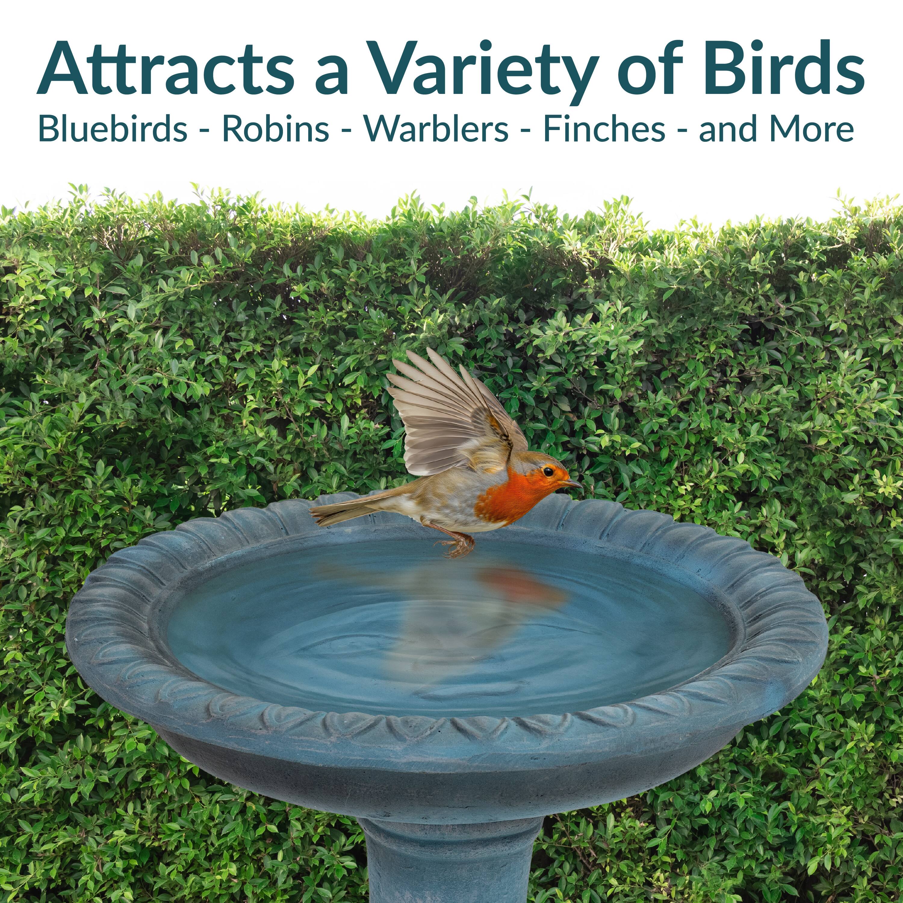 Attracts a Variety of Birds  
Bluebirds - Robins - Warblers - Finches - and More