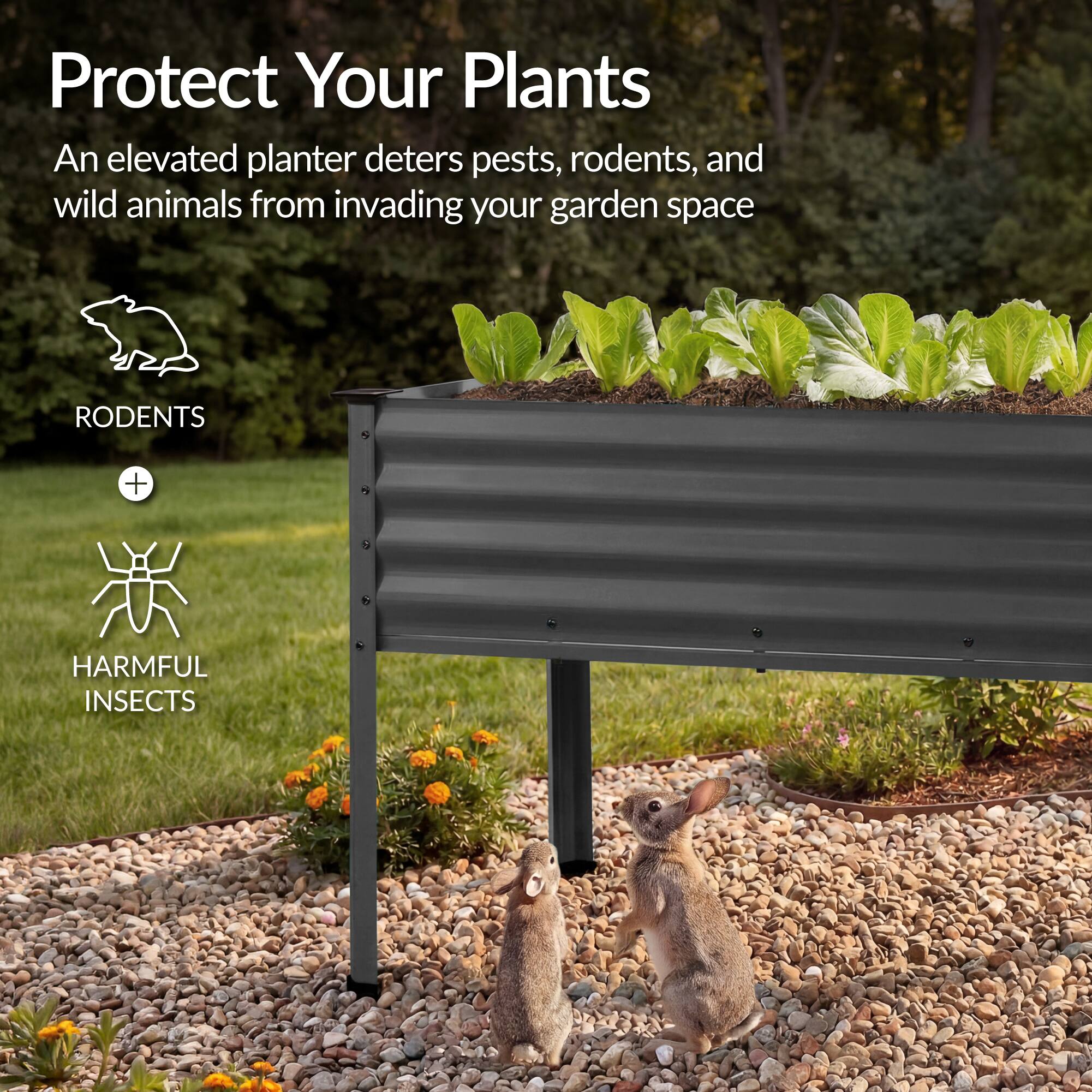 Protect Your Plants

An elevated planter deters pests, rodents, and wild animals from invading your garden space

RODENTS + HARMFUL INSECTS