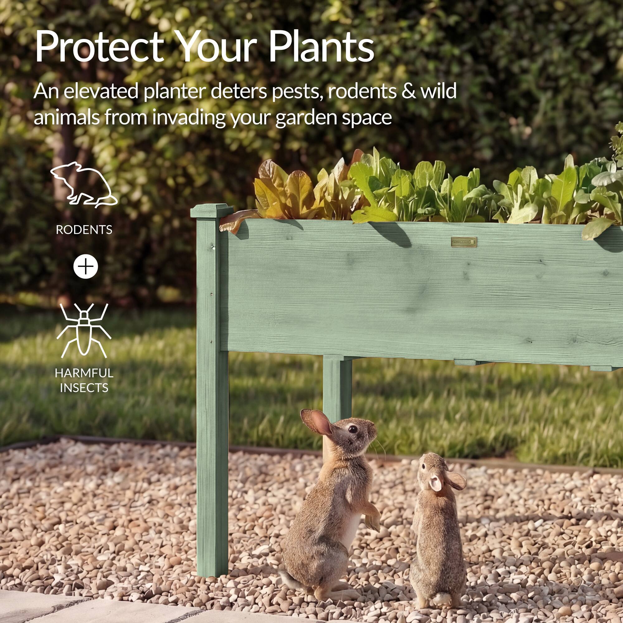 Protect Your Plants

An elevated planter deters pests, rodents & wild animals from invading your garden space

RODENTS + HARMFUL INSECTS