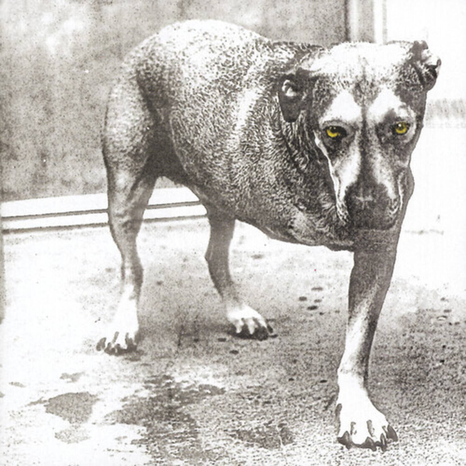Alt View 1. Alice in Chains - Alice In Chains   - VINYL LP.