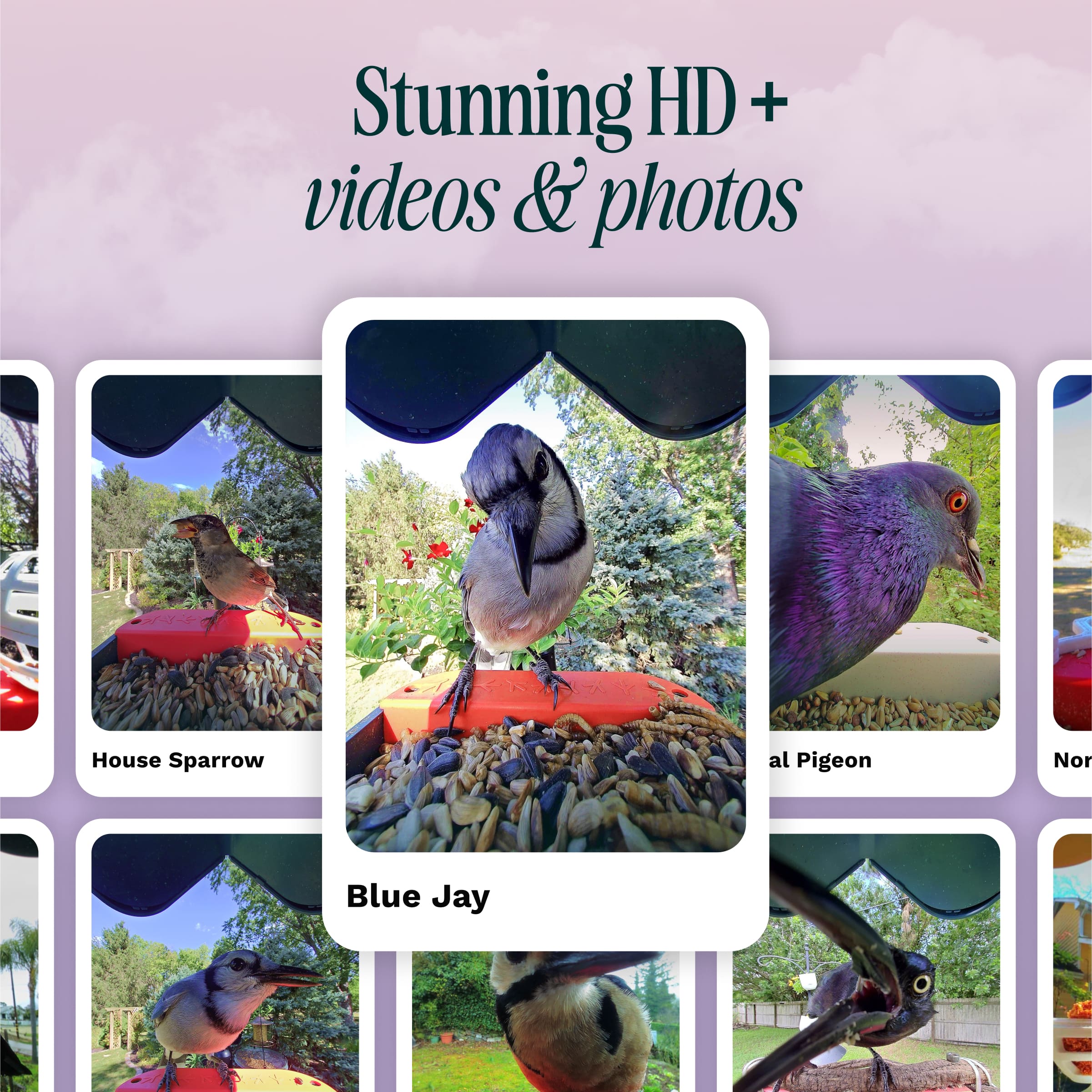 Stunning HD + videos & photos House Sparrow, Pigeon, Blue Jay
