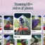 Stunning HD + videos & photos House Sparrow, Pigeon, Blue Jay