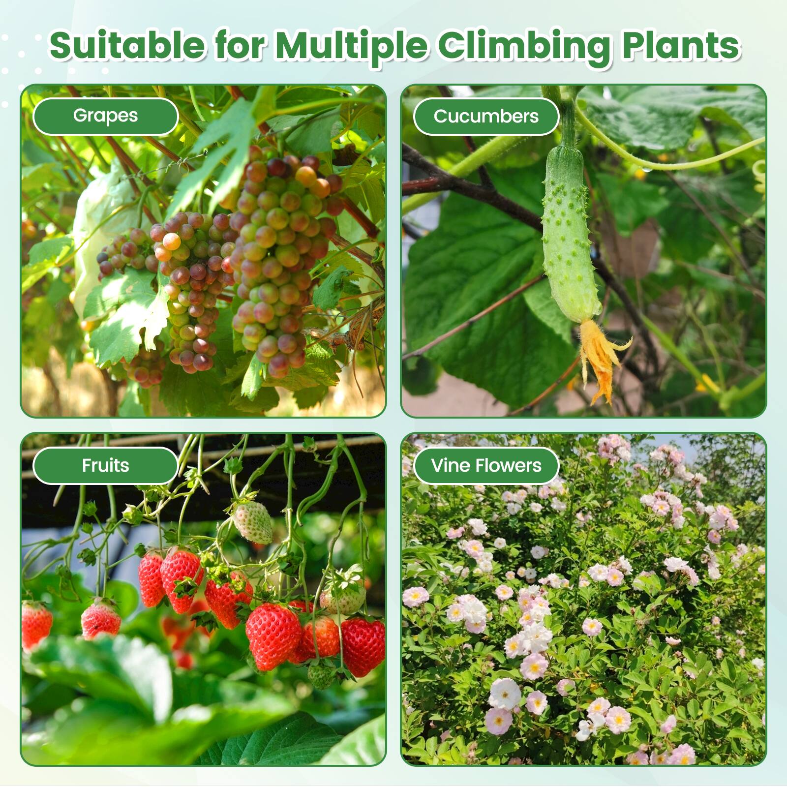 Suitable for Multiple Climbing Plants

- Grapes
- Cucumbers
- Fruits
- Vine Flowers