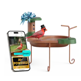 BIRDFY - Smart Bird Bath Jolly V with Weatherproof Camera, Solar Powered, AI by Subscription, 1080P Live View - Brown