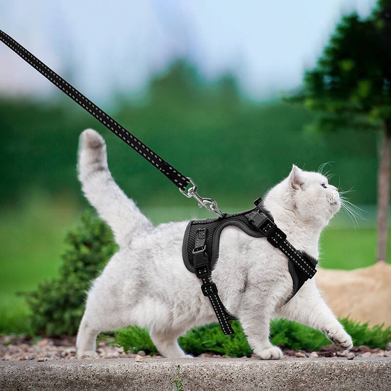 Angle. Supet - Cat Harness & Leash - Black.