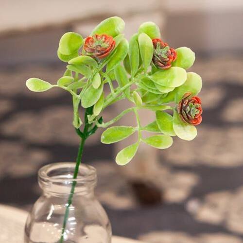 Front. BreeBe - Coral Buds Succulent Bush 8" - Multi.