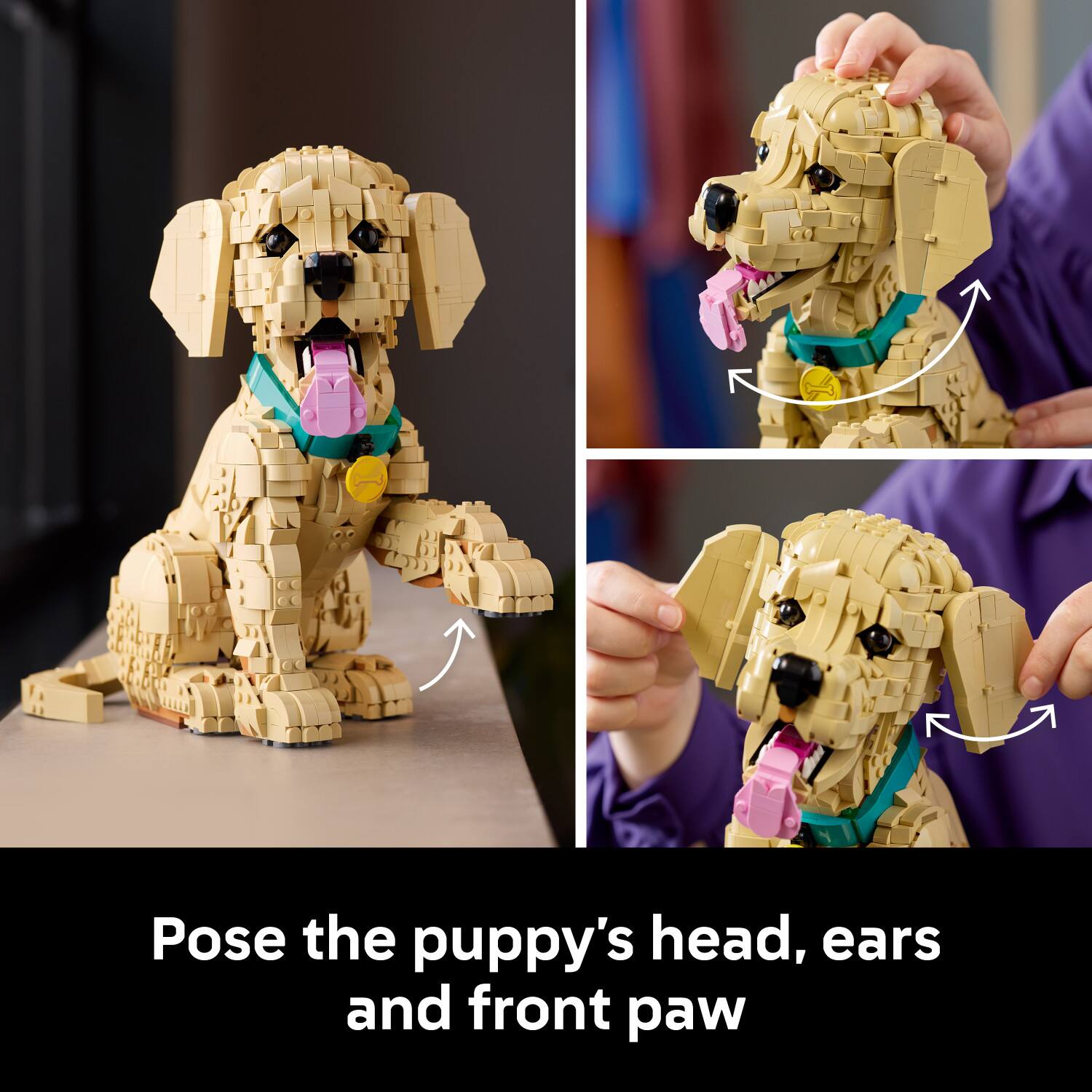 Pose the puppy's head, ears and front paw