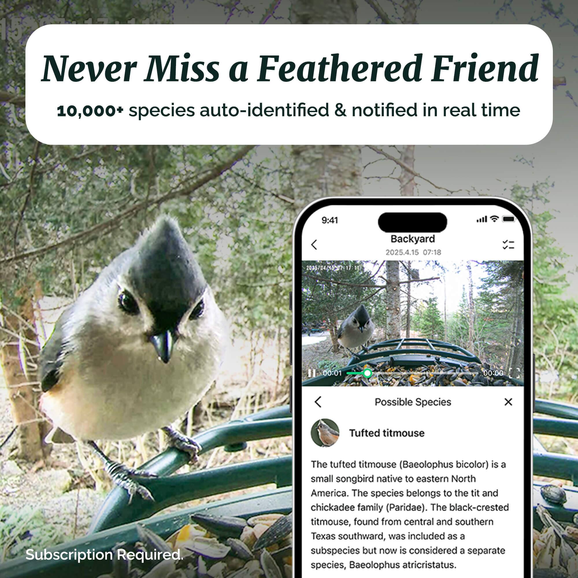 Never Miss a Feathered Friend  
10,000+ species auto-identified & notified in real time  

9:41  
Backyard  
2025.4.15 07:18  

Possible Species  
Tufted titmouse  

The tufted titmouse (Baeolophus bicolor) is a small songbird native to eastern North America. The species belongs to the tit and chickadee family (Paridae). The black-crested titmouse, found from central and southern Texas southward, was included as a subspecies but now is considered a separate species, Baeolophus atricristatus.  

Subscription Required